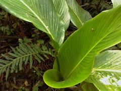 Goeppertia monophylla