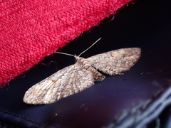 Eupithecia graefii