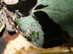 Lordithon appalachianus