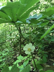 Podophyllum peltatum
