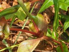 Penstemon calycosus