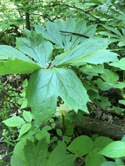 Podophyllum peltatum