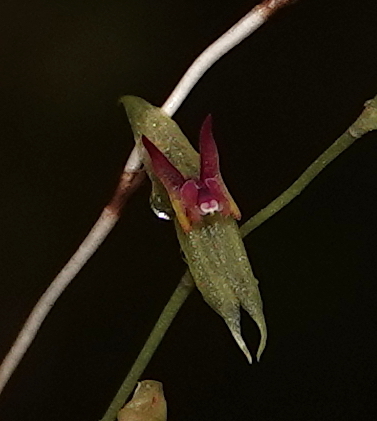 Lepanthes muscula