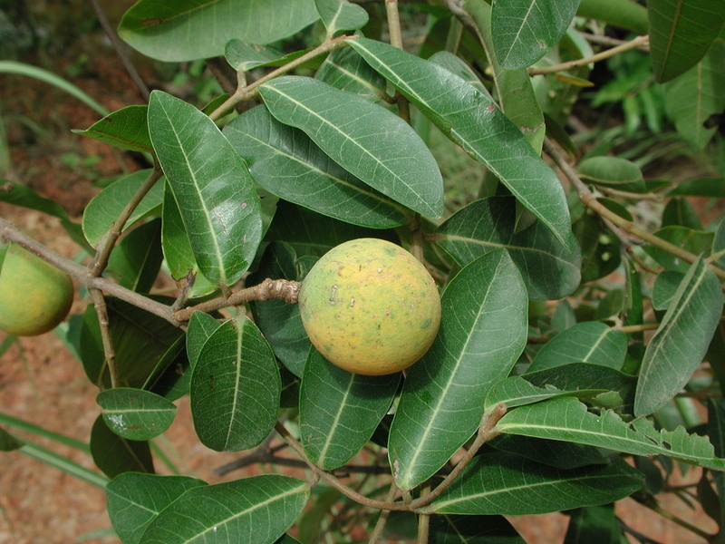 Landolphia heudelotii