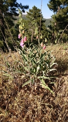 Digitalis mariana