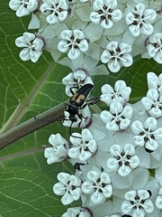 Typocerus lunulatus