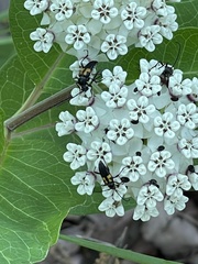 Typocerus lunulatus