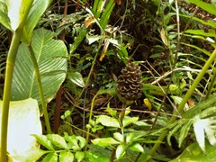 Goeppertia monophylla