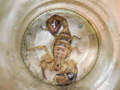 Centruroides tecomanus