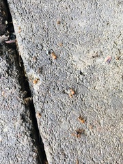 Pheidole megacephala