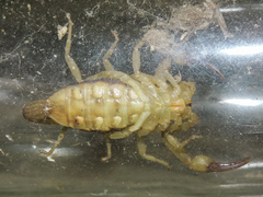 Centruroides tecomanus