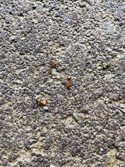 Pheidole megacephala