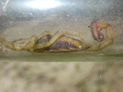 Centruroides tecomanus