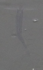 Actinopterygii