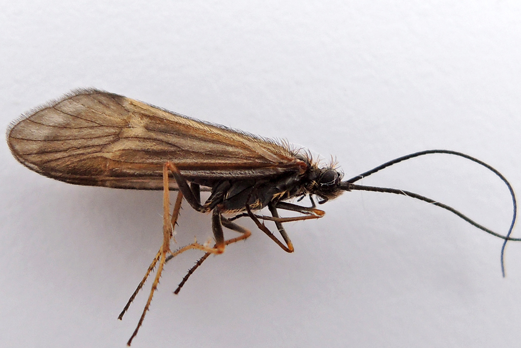 Early Smoky Wing Sedges
