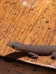 Sphaerodactylus argus