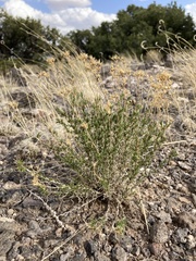 Chrysothamnus greenei