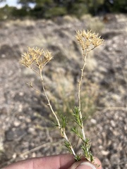 Chrysothamnus greenei