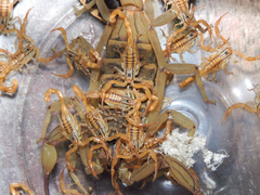 Centruroides elegans