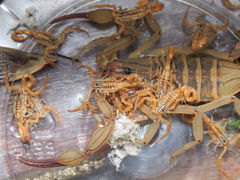 Centruroides elegans