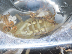 Centruroides elegans