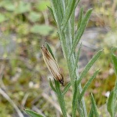 Eucosma radiatana
