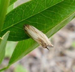 Eucosma radiatana