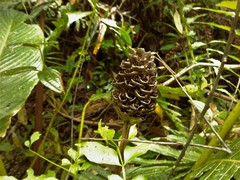 Goeppertia monophylla