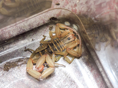 Centruroides elegans