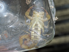 Centruroides elegans