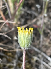 Erigeron bloomeri