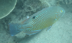 Choerodon schoenleinii