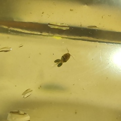 Copepoda