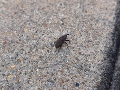 Sphenophorus inaequalis