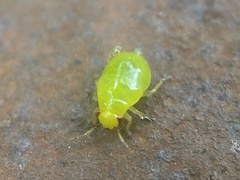 Hemiptera