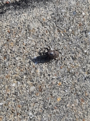 Sphenophorus inaequalis