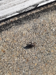 Sphenophorus inaequalis