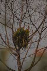 Aechmea mertensii