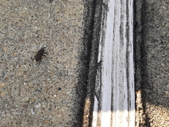 Sphenophorus inaequalis