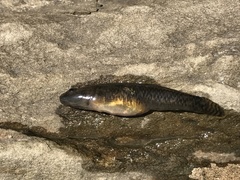 Rhinogobius similis