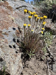 Erigeron bloomeri