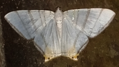 Phrygionis platinata