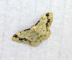 Idaea trigeminata