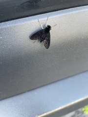 Chrysopilus velutinus