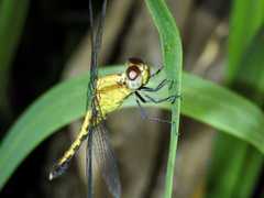 Erythrodiplax basifusca