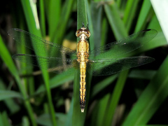 Erythrodiplax basifusca