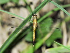 Erythrodiplax basifusca