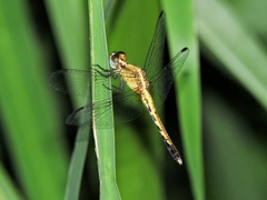 Erythrodiplax basifusca