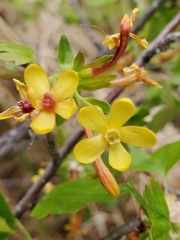 Ribes aureum