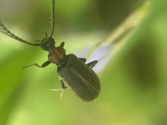 Schizotus cervicalis